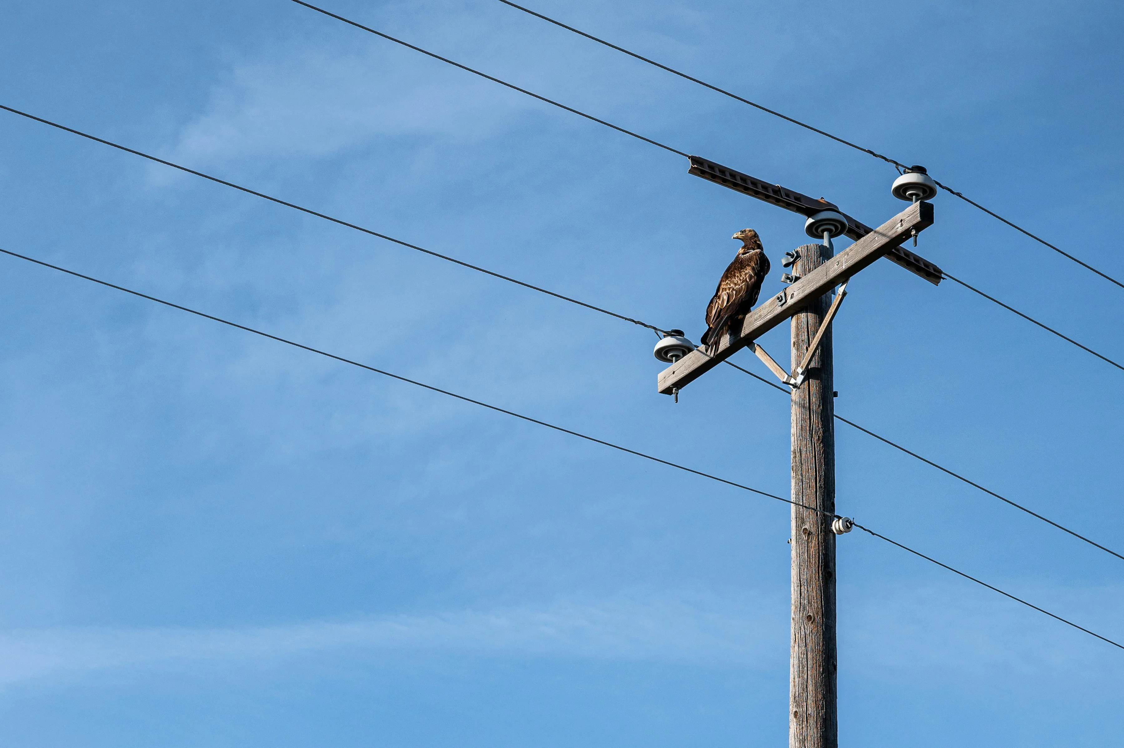 an-eagle-on-an-electricity-grid