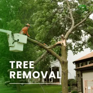 Tree Removal Services Prime Energy Solar